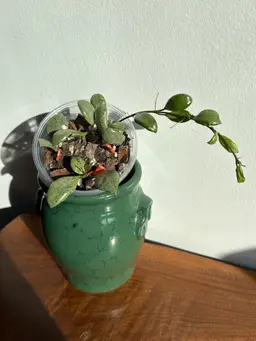 Hoya lacunosa ‘silver mint coin’
