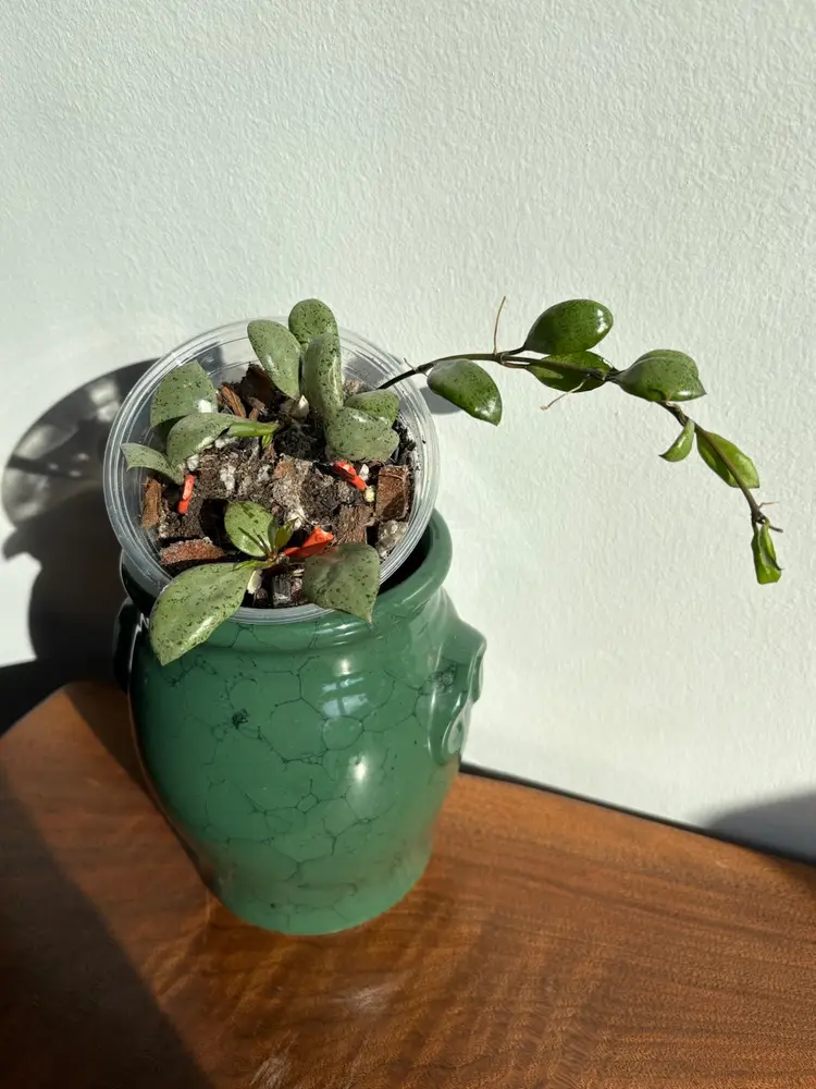 Hoya lacunosa ‘silver mint coin’