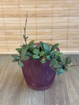 Glass Cache Pot - Purple (2 Pack)