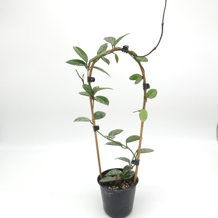 Hoya carnosa 'Wilber Graves' (China) 4 inch pot 815