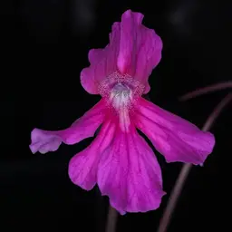 SEEDS - P. ('''Taffeta''' x ''Mushu'') x self