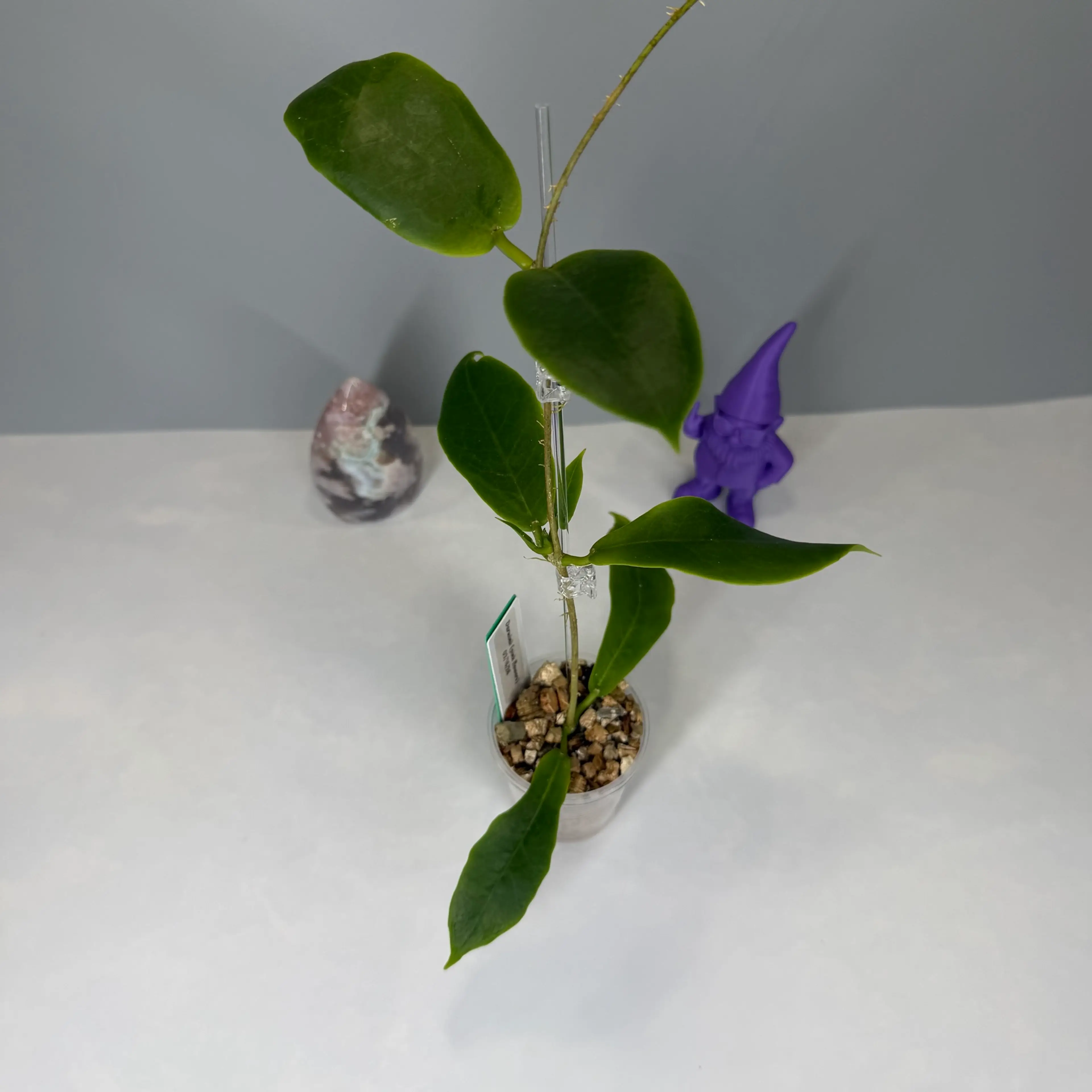 Image 2 of 2