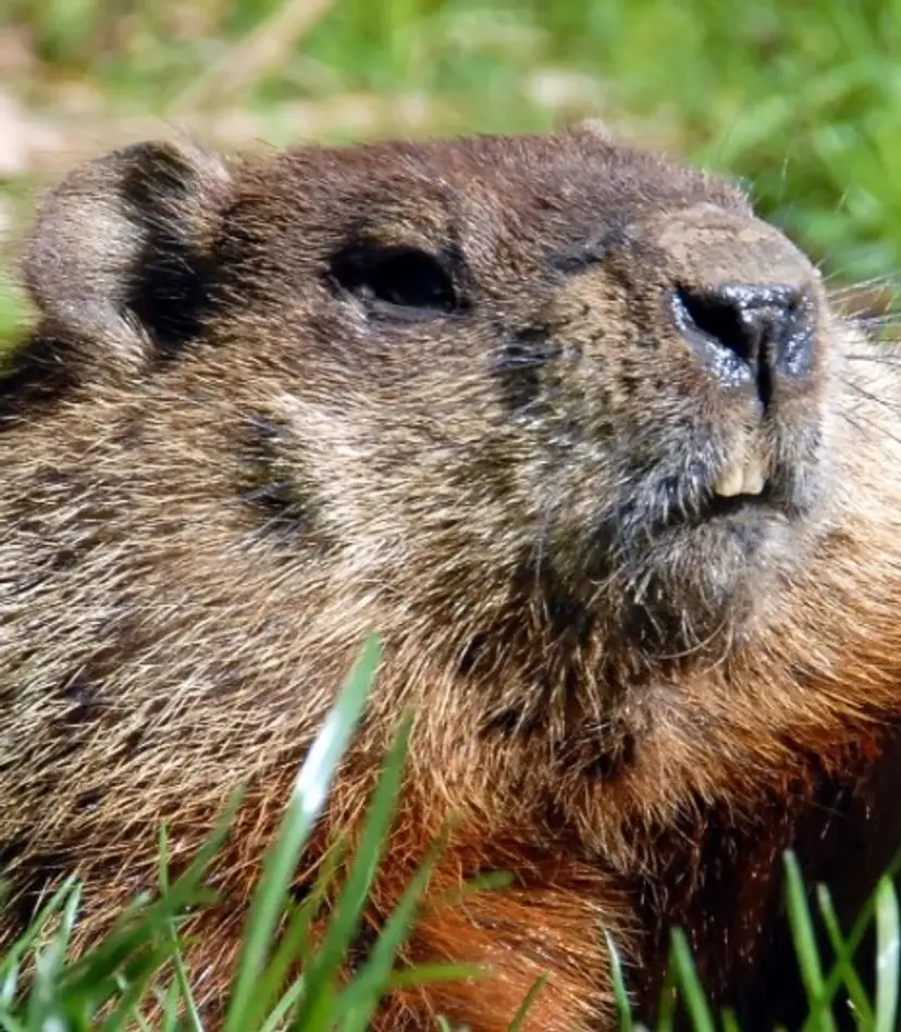 Livestream thumbnail