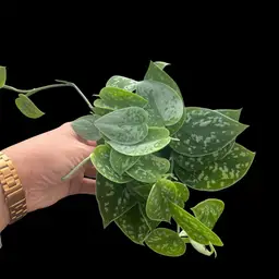 #01 - Satin Pothos