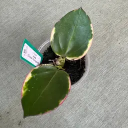 para (Albomarginata)