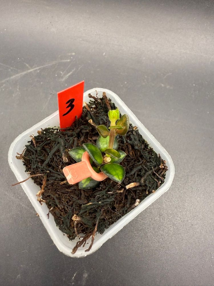 Hoya Chinghungensis Variegated (#3)