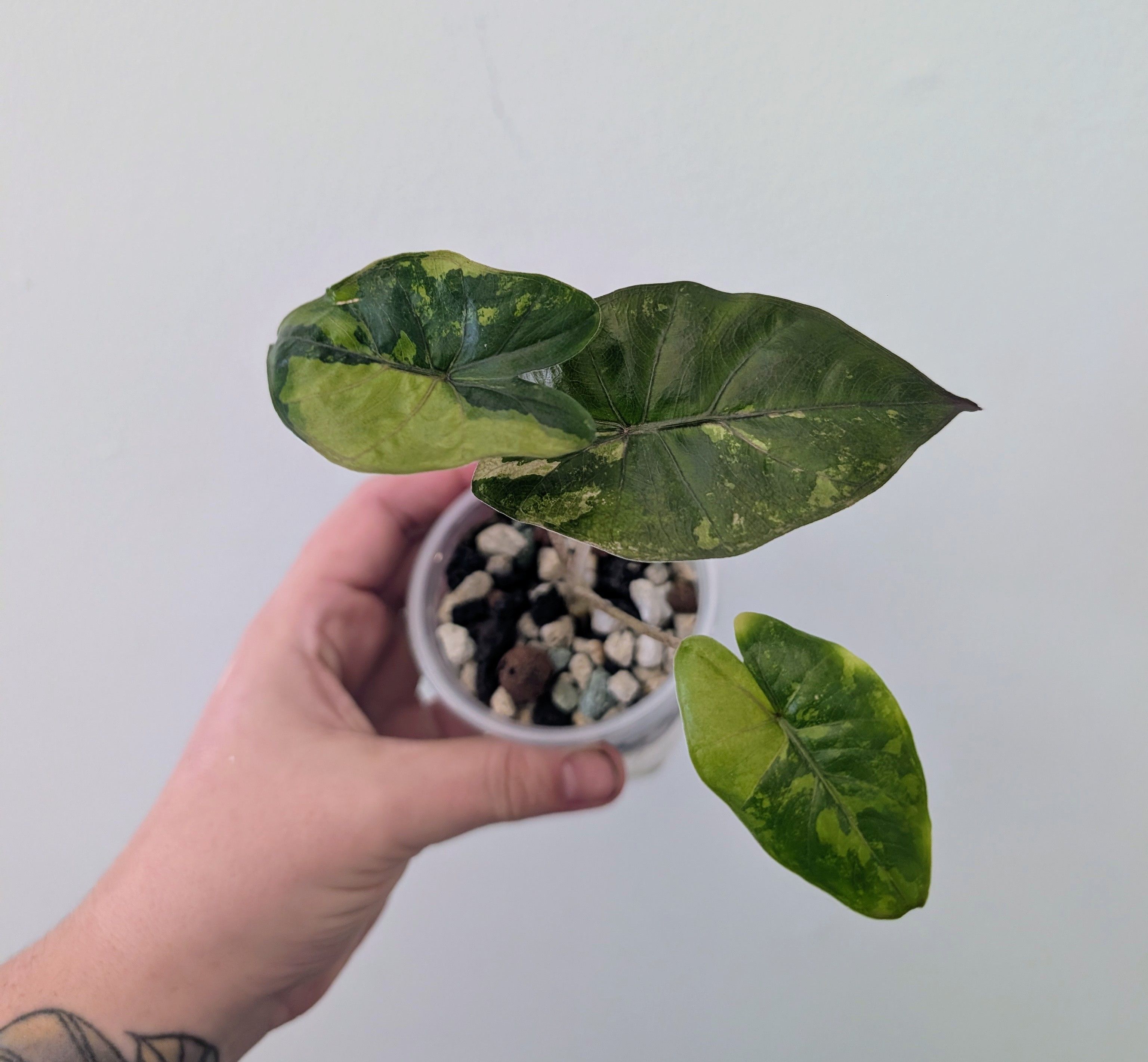 Overgrown Oasis · Alocasia Yucatan Princess Aurea