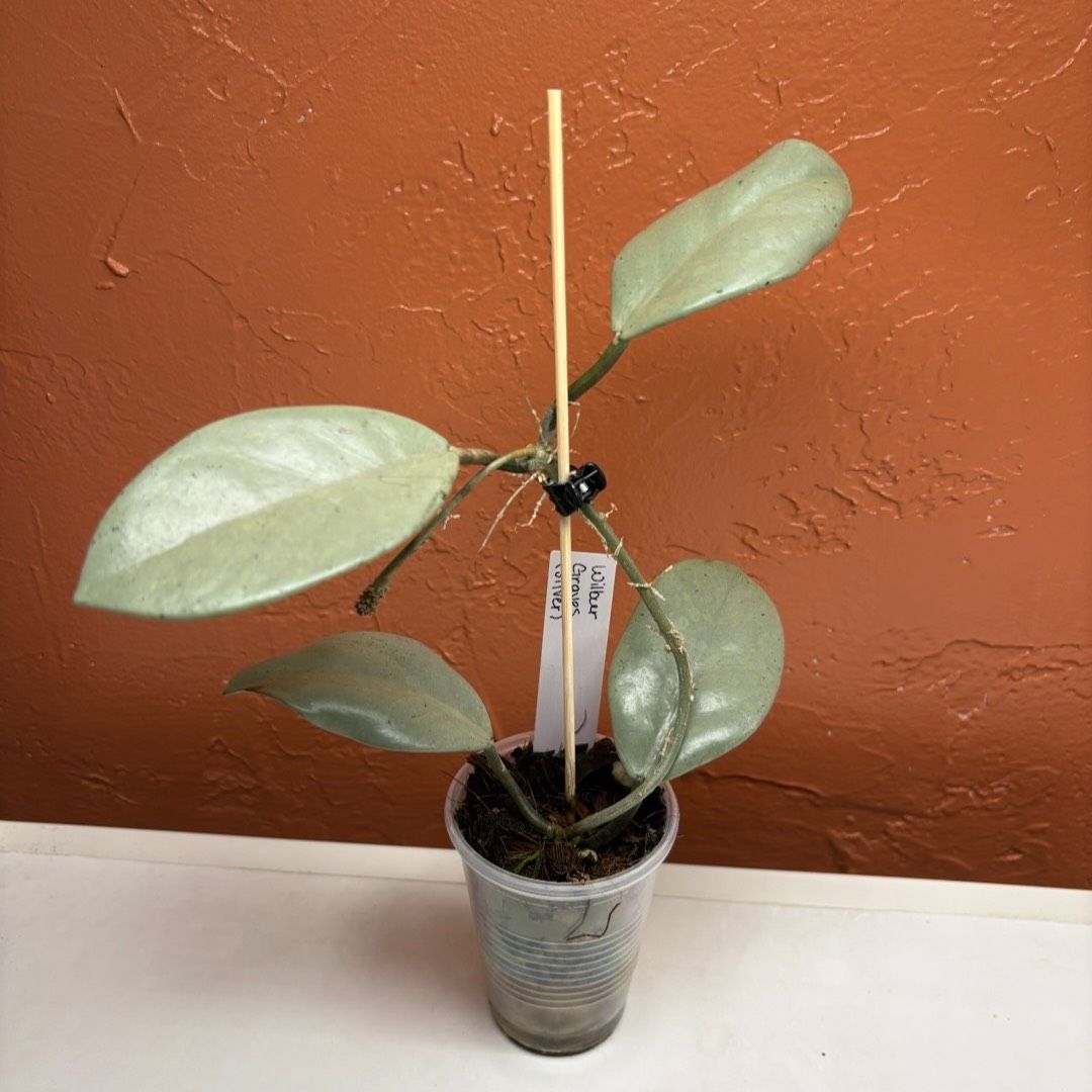 707 Hoya carnosa Wilbur Graves (silver)