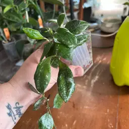Hoya walliniana