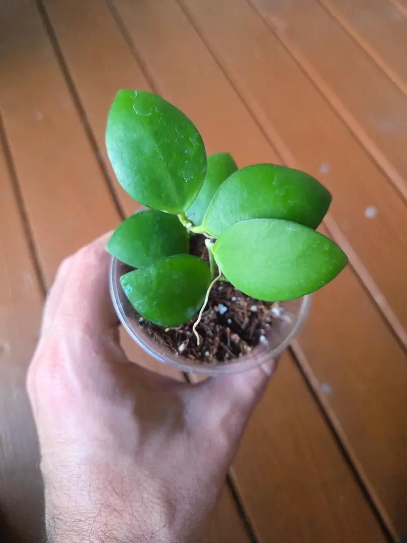 Hoya myrmecopa