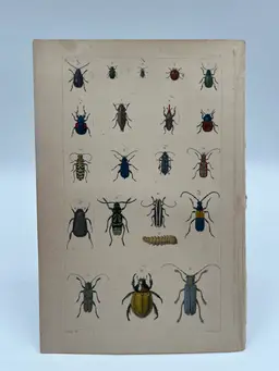 Plate II - Original Steel Plate Colored Book Page Print, 1862, Insects