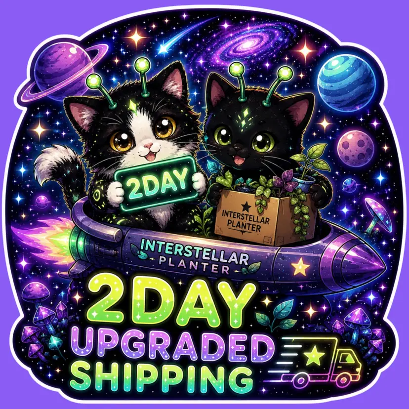 Upgrade to 2day shipping✨