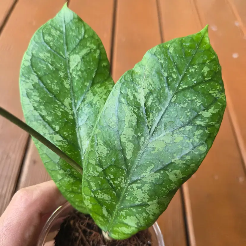 Hoya sp. Kapi Mountain