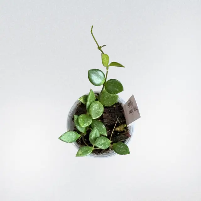 HOYA