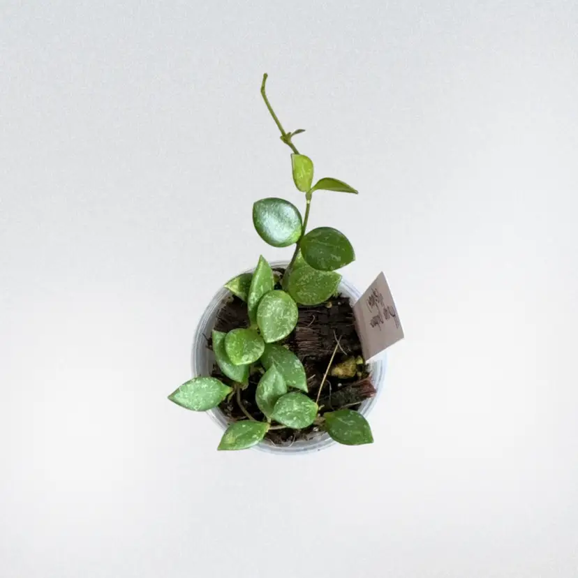 Hoya pubera (splash) (growerβs choice)