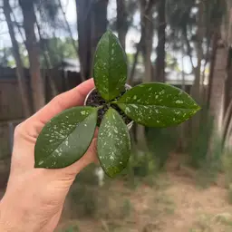Hoya Carnosa ‘Sprinkles’