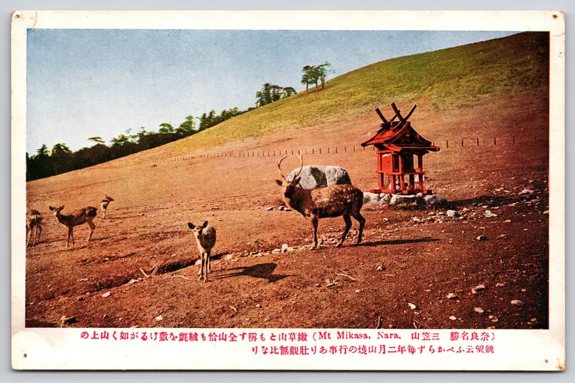 Postcard Herd of Deer at Mt Mikasa Nara Japan  - 9703