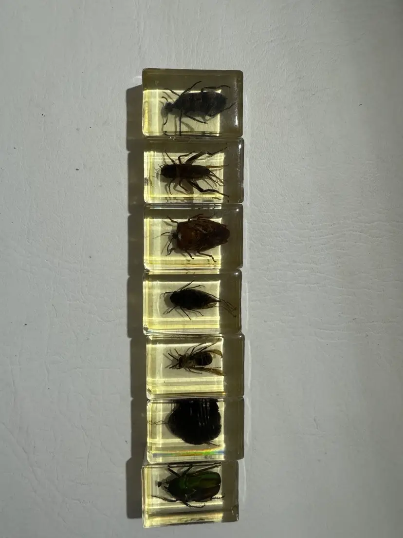 Vintage Set of Beetles in Epoxy Resin