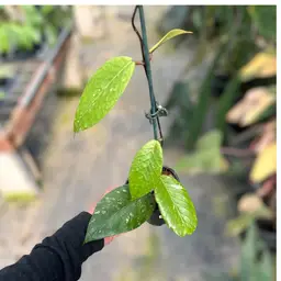 PS0154 - Hoya sp. (Gumpang AA02)