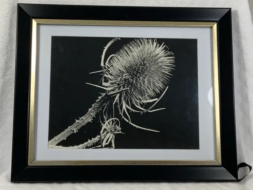 Vintage Original Art Photography Of John Boyd “Thistle“