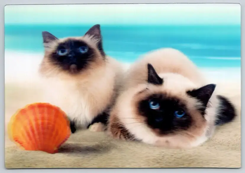Postcard Siamese Cats with Scallop Shell on Beach 3D Lenticular Felis catus - 11912