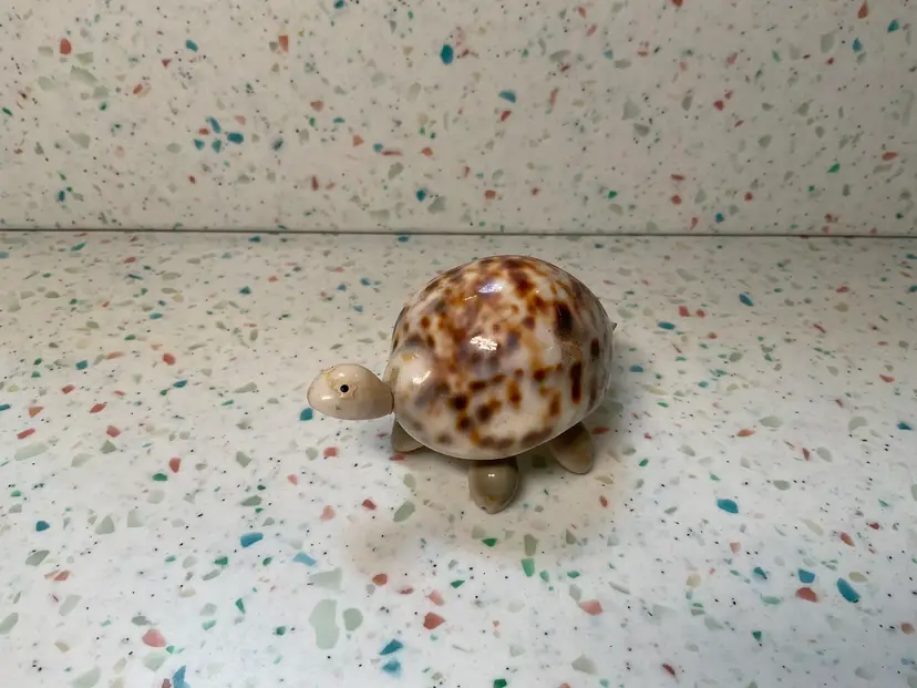 Derpy shell turtle