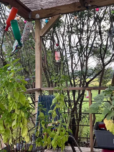 Afternoon Hummingbirds. 