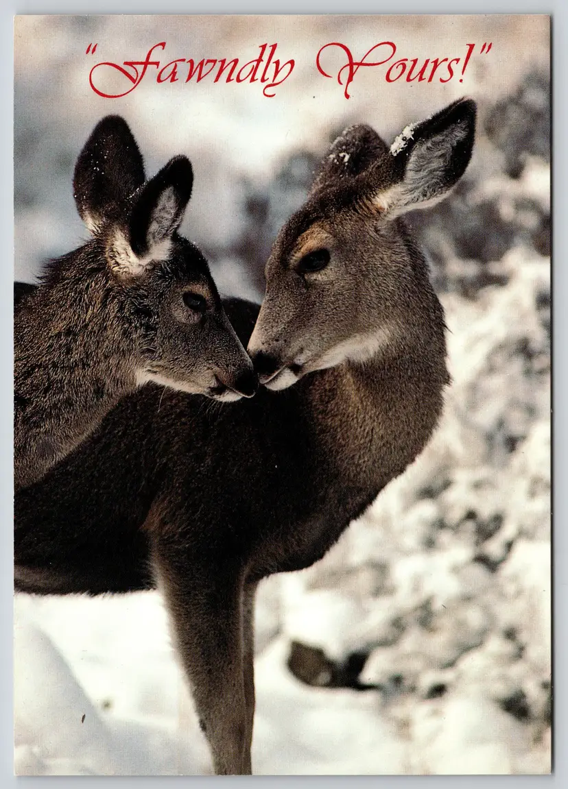 Postcard Fawndly Yours! Mule Deer Doe and Fawn Winter Scene Odocoileus hemionus - 14583
