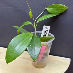 51 Hoya juannguoana x unk