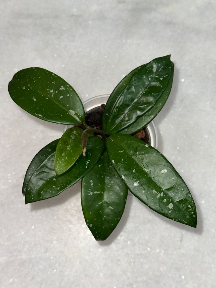 Hoya SMS ‘Dalton Henry’ - 3 inch pot