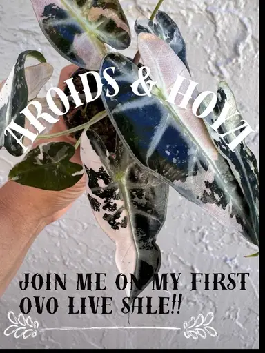 First Live with Saily on OvO!! 