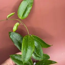 Hoya ‘Love Affair’ 💘 (Benguetensis Cagay x elliptica Borneo)