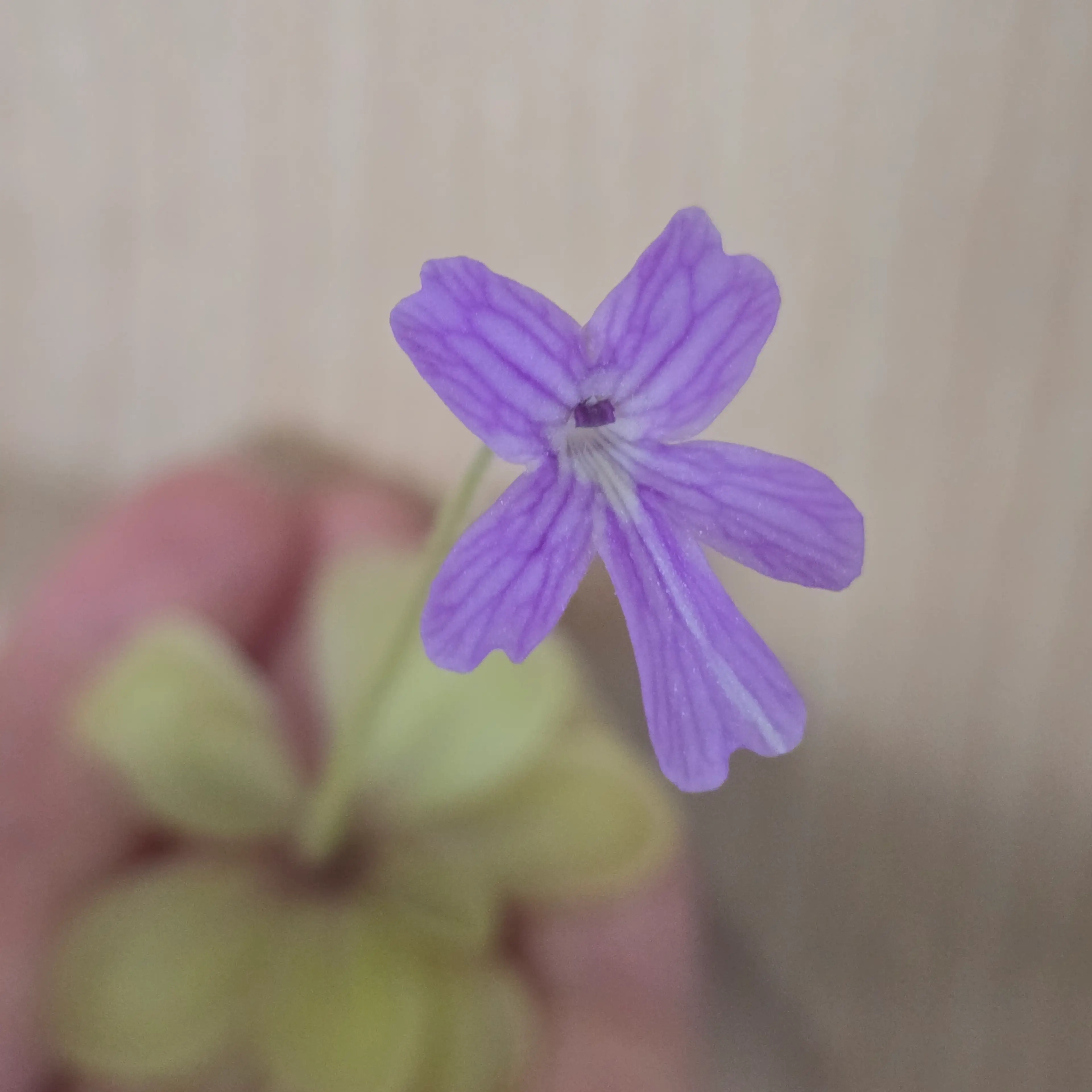 Image 3 of 5