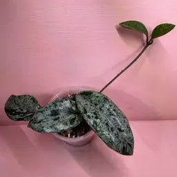 H. Wilbur Graves China (high Splash; 3 plants)