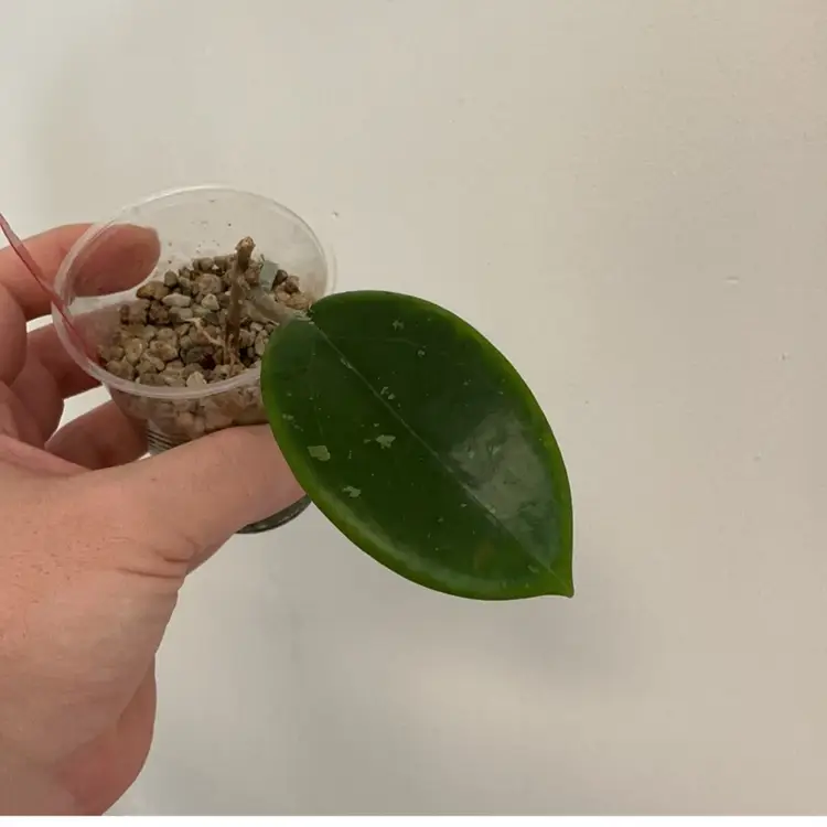 Hoya JS001 ‘Red Velvet’