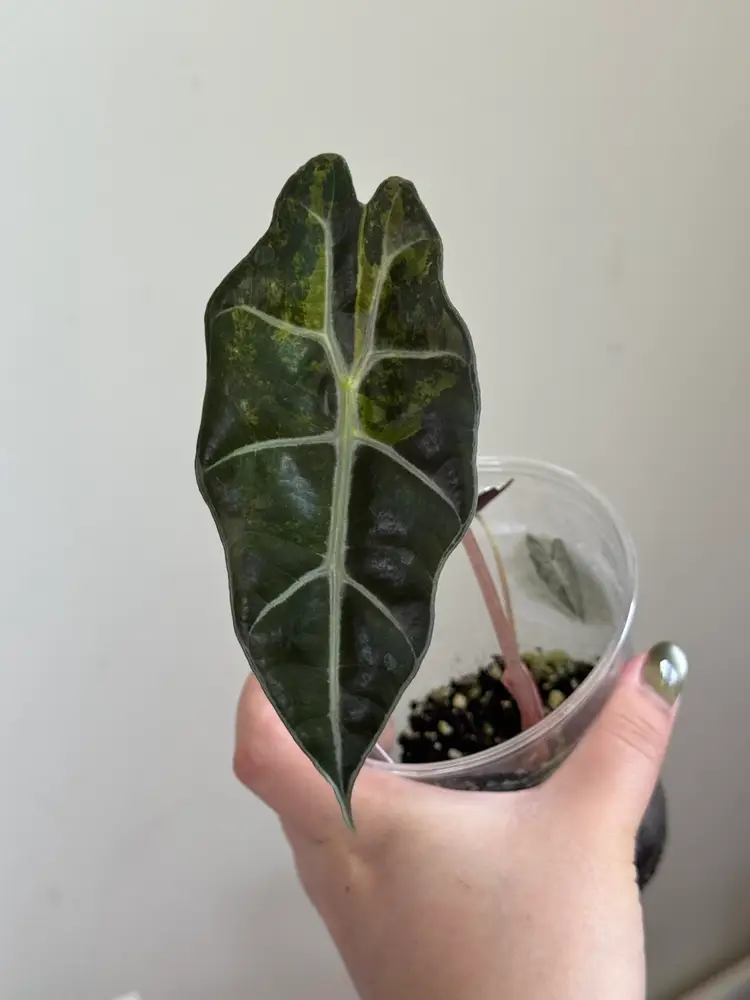 109 Alocasia Sanderiana Aurea