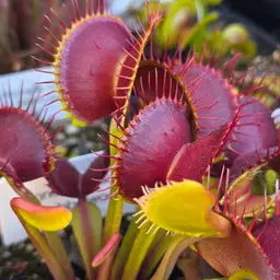 Dionaea muscipula "Jabberwocky"