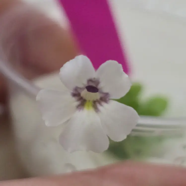 SC-18-L Pinguicula emarginata x rotundiflora