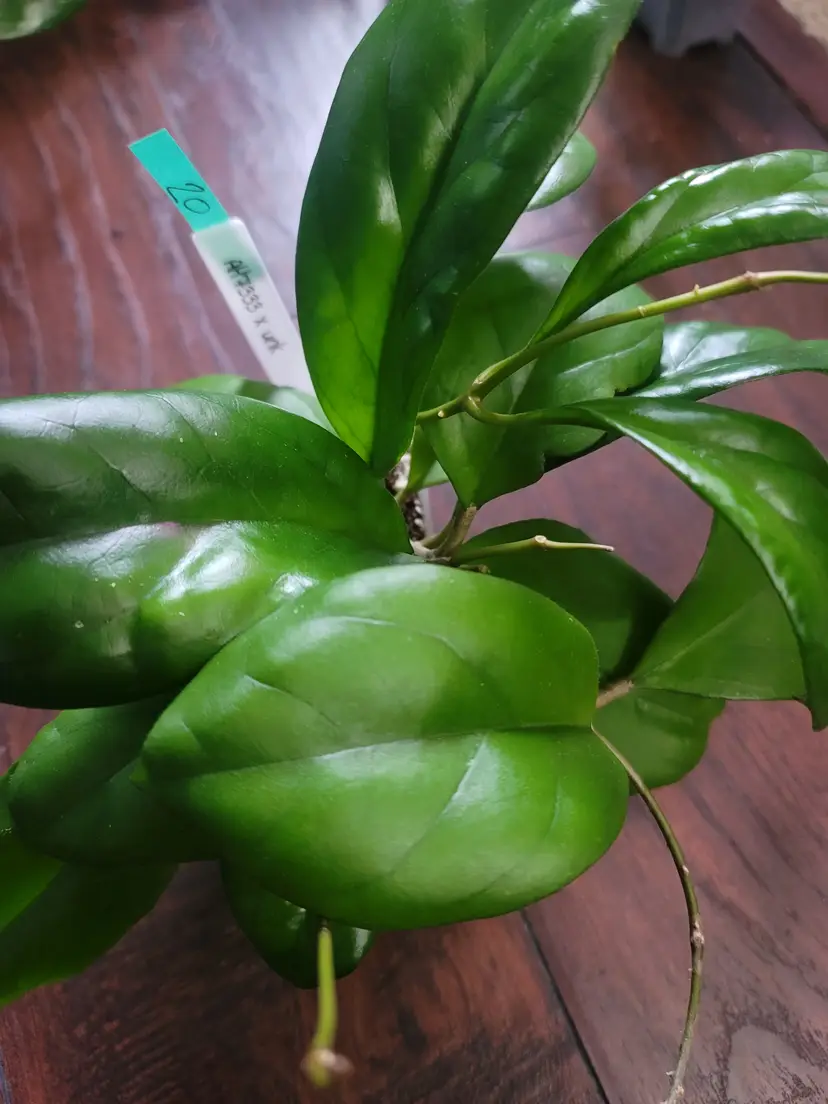 #20 RHM2561: AH7333 x unk