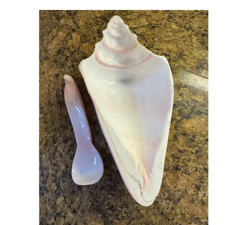 Hand Carved Conch Shell Snack Bowl And Spoon