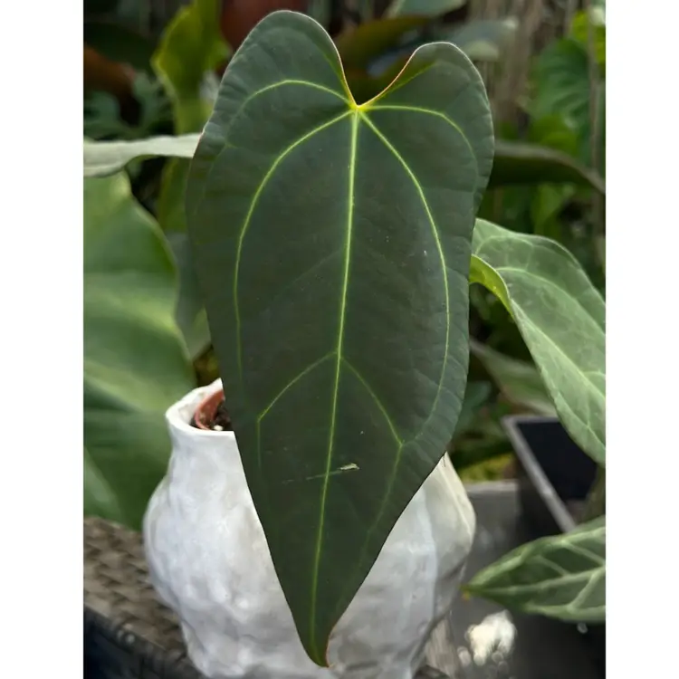 Tim’s Black X Carla Dress