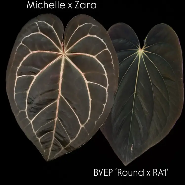 (Michelle X Zara) X BVEP ‘Round x RA1’ Sprout