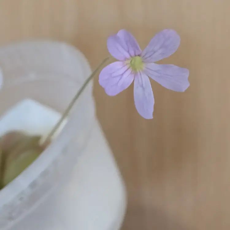 Pinguicula agnata x emarginata