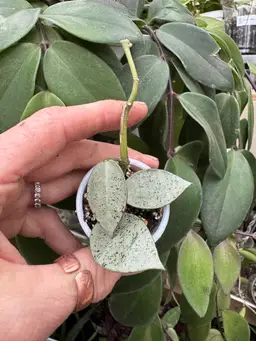 Hoya Lacunosa ‘Moonlight’ rooted in a 2 inch pot