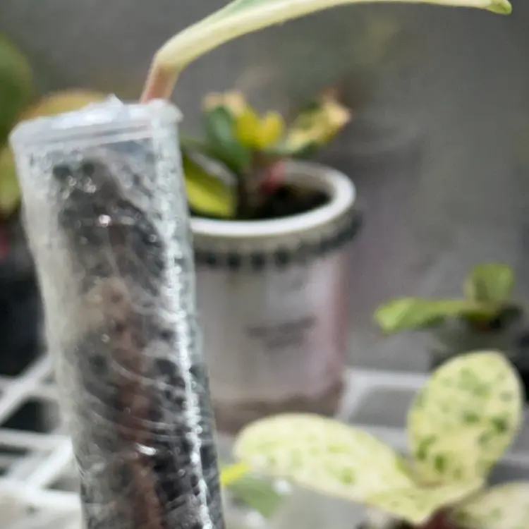 Hoya Madara Snow Angel | Kunzo Japan Lineage | Rooting in Fluval