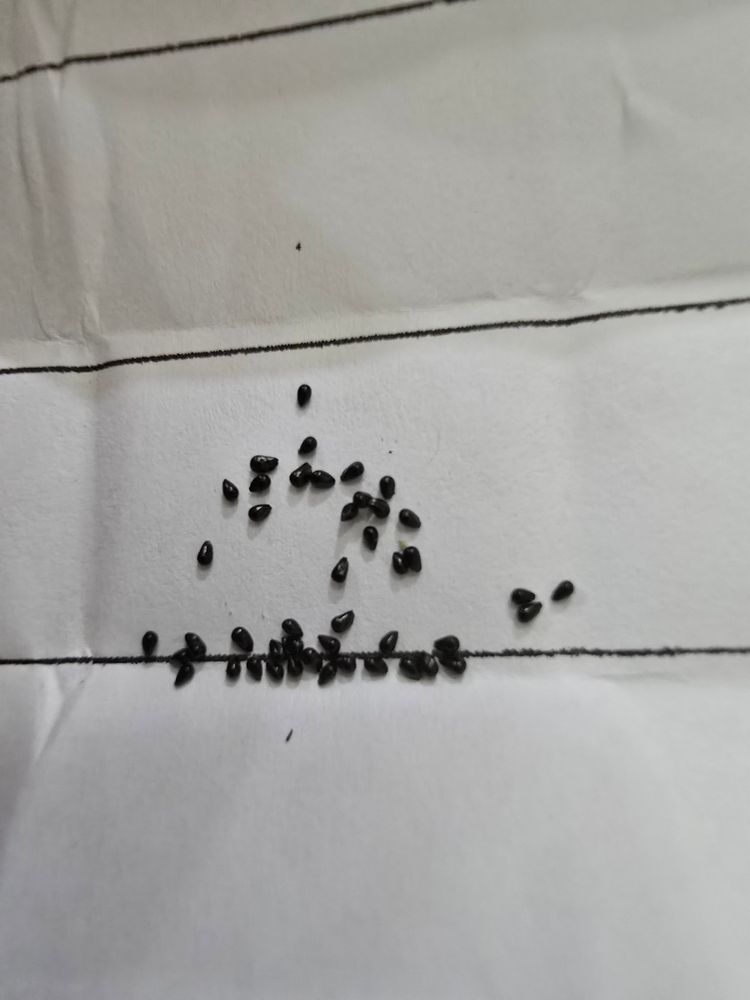 Open Pollinated Venus flytrap seeds