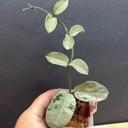 163 Argentina princess reverted