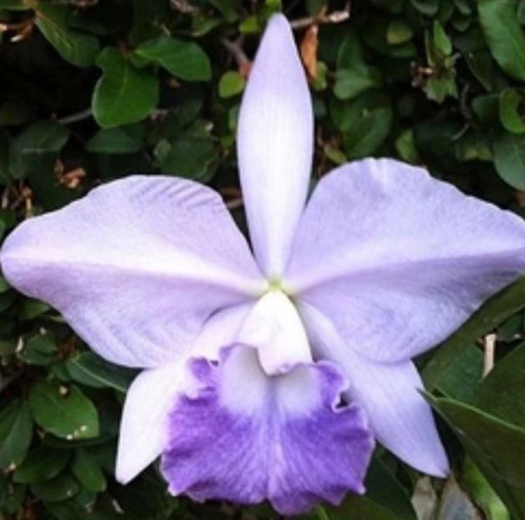 Cattleya Seedling Mystery Box