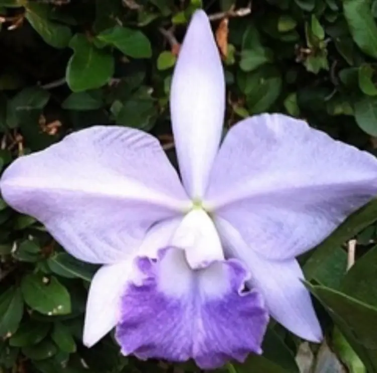 Cattleya Seedling Mystery Box