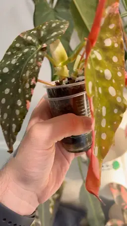 Begonia Maculata Variegated